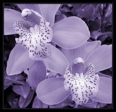 Cymbidium3