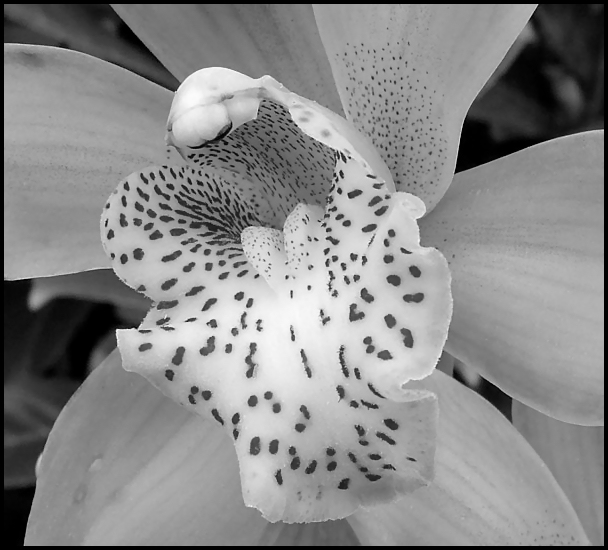 Cymbidium4