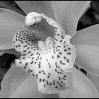 Cymbidium4