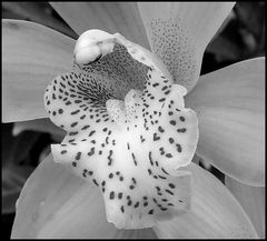 Cymbidium4