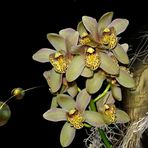 Cymbidum Orchidee.
