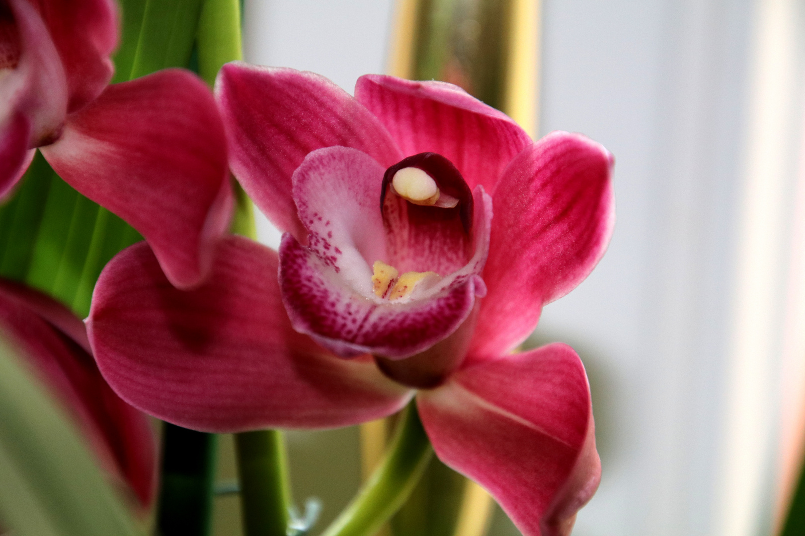 Cymibidium