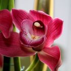 Cymibidium