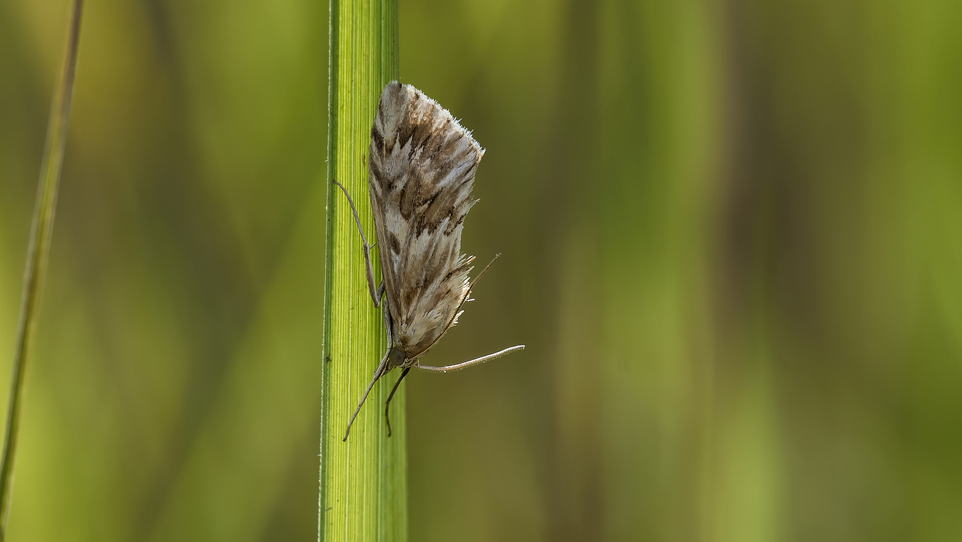 Cynaeda dentalis