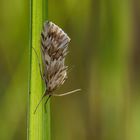 Cynaeda dentalis