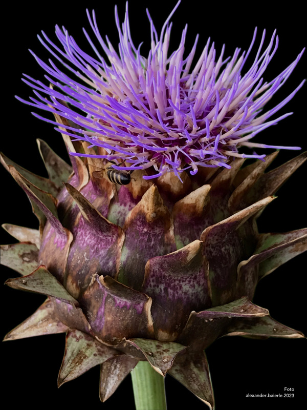 Cynara