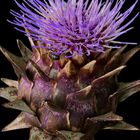 Cynara