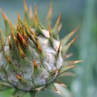 Cynara cardunculus