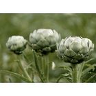 Cynara cardunculus