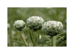 Cynara cardunculus