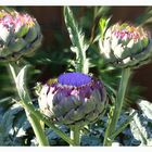 Cynara cardunculus