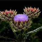 Cynara cardunculus