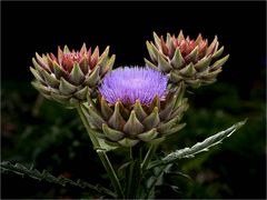 Cynara cardunculus