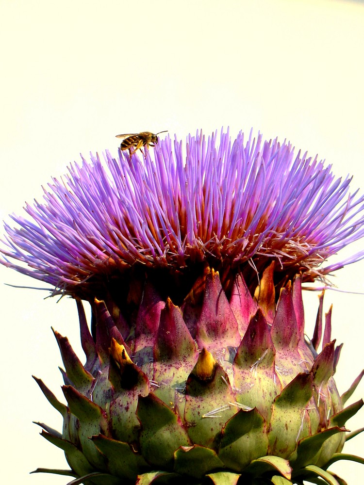 Cynara cardunculus