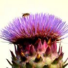 Cynara cardunculus