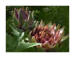 Cynara cardunculus