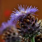 Cynara cardunculus