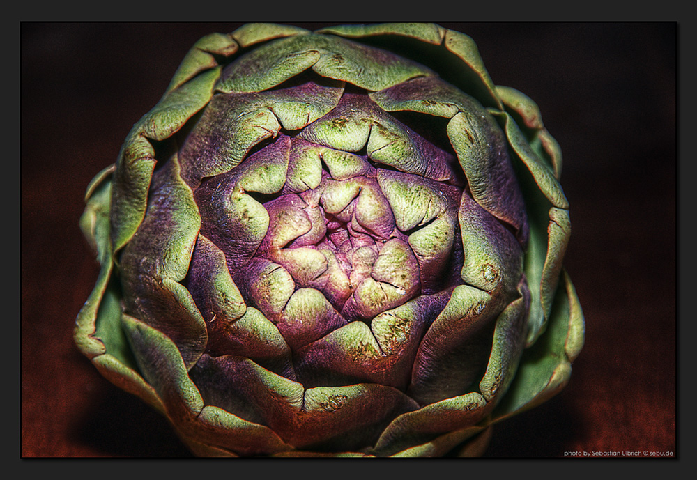 Cynara cardunculus