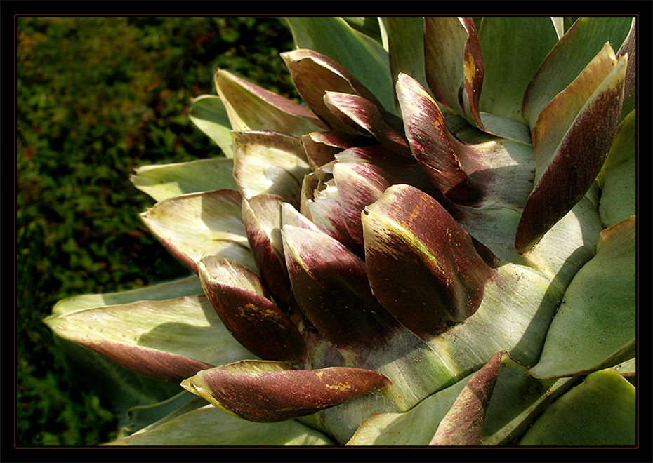 Cynara