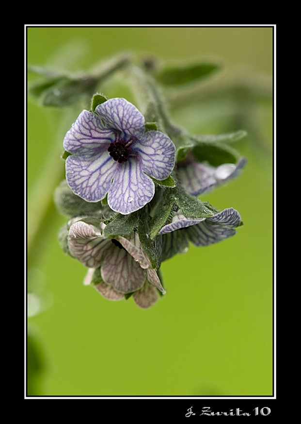 Cynoglossum creticum