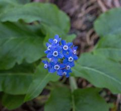 Cynoglossum grande (pacific hound's tongue)