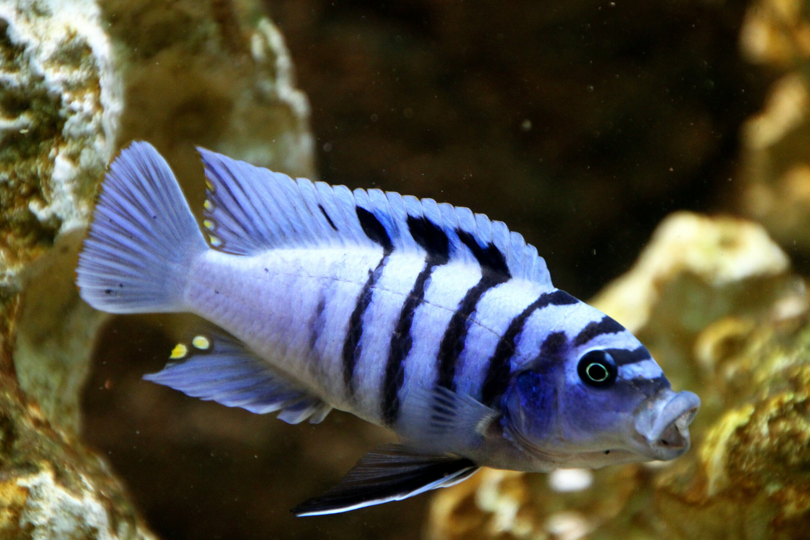 cynotilapia white top hara gallireya reef