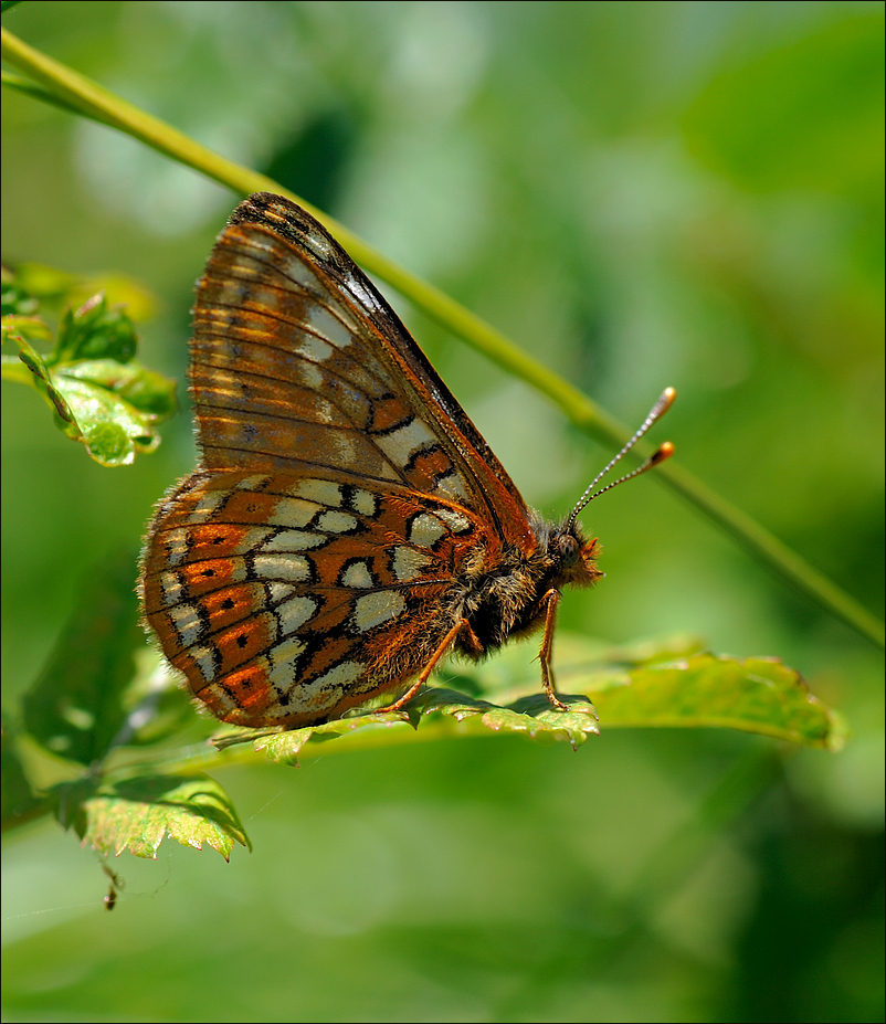Cynthia Foto & Bild natur, insekten, tiere Bilder auf