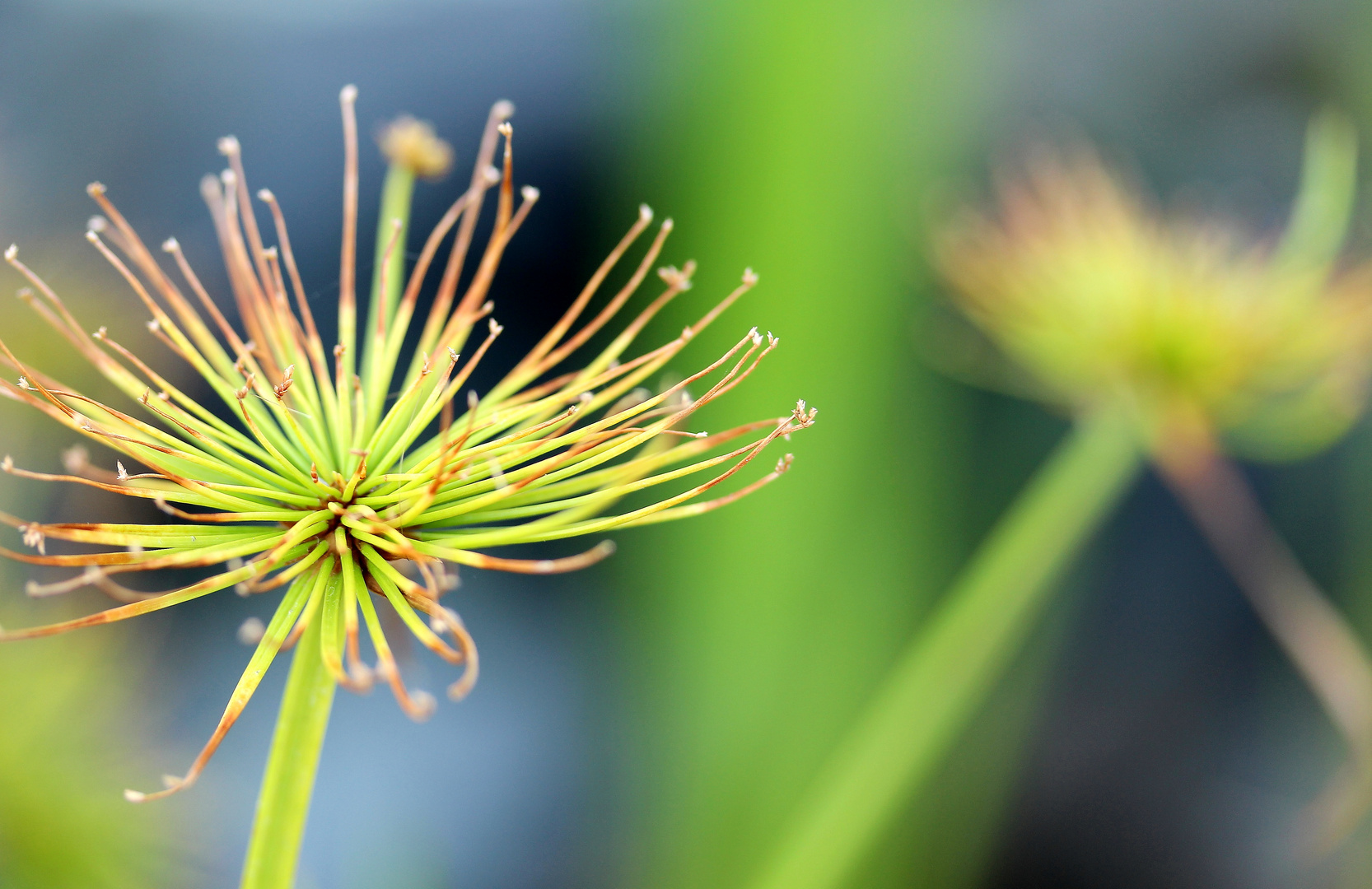 Cyperus haspan viviparus