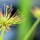 Cyperus haspan viviparus