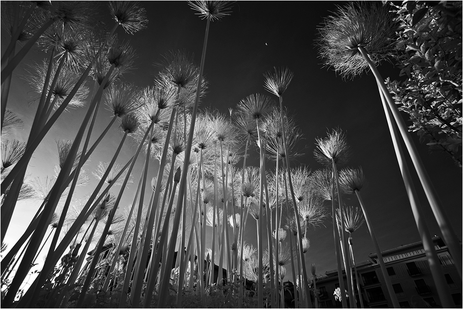 Cyperus papyrus