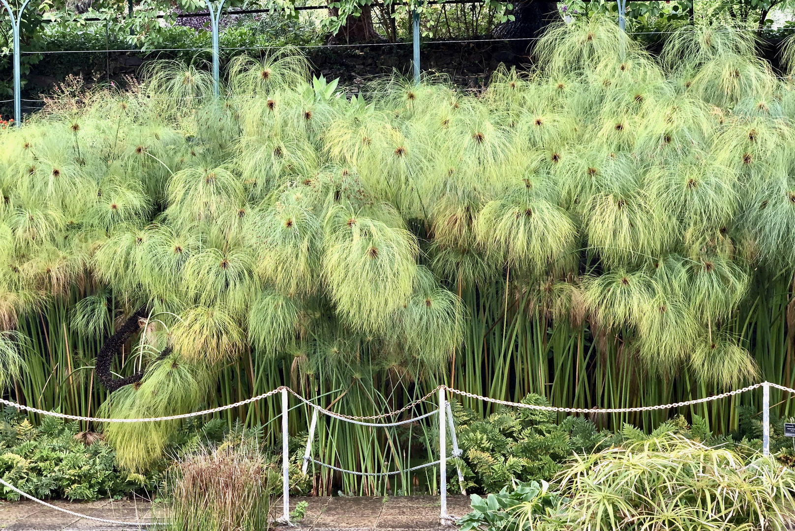 Cyperus papyrus - Africa