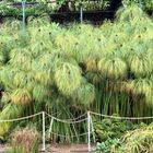 Cyperus papyrus - Africa