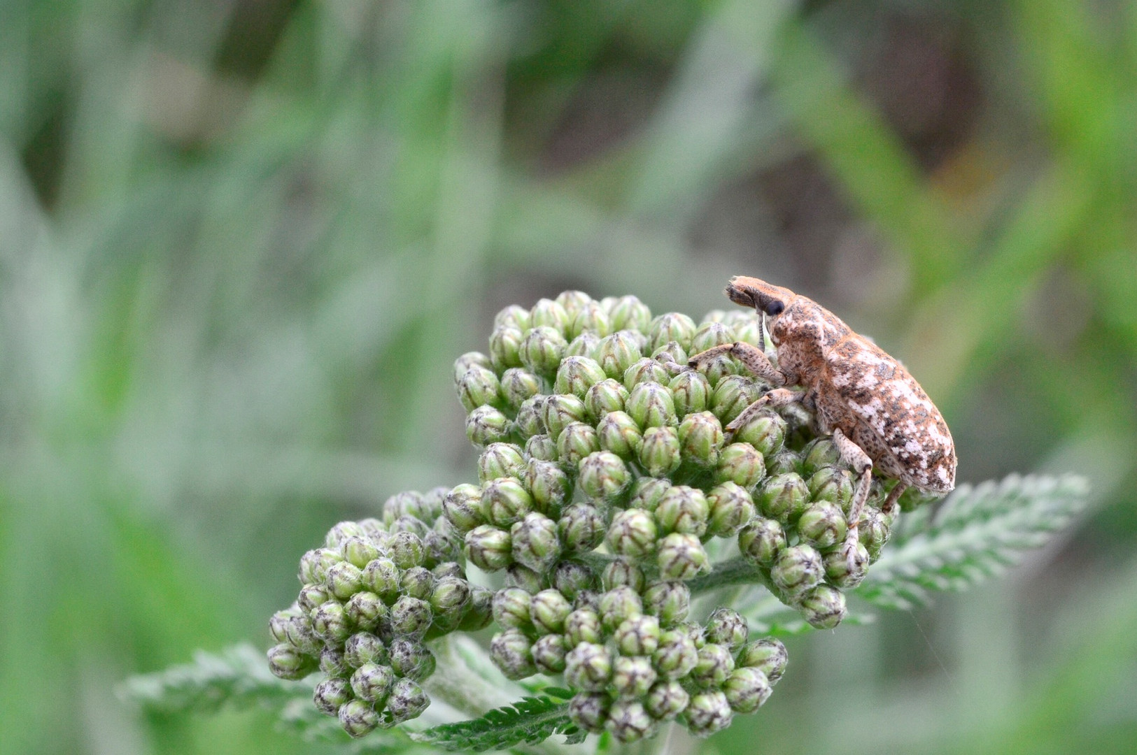 Cyphocleonus dealbatus