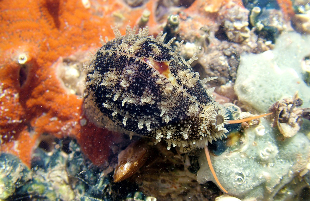 Cypraea Errones