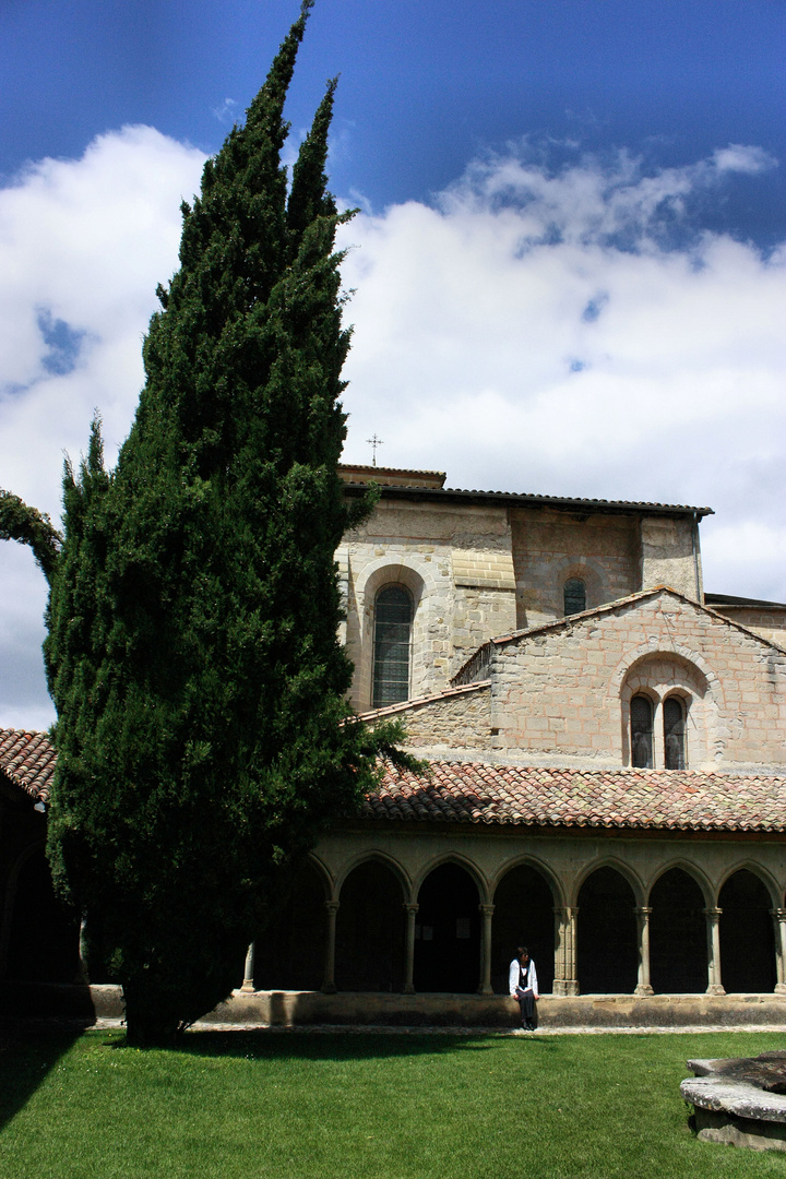 Cyprès sur pré