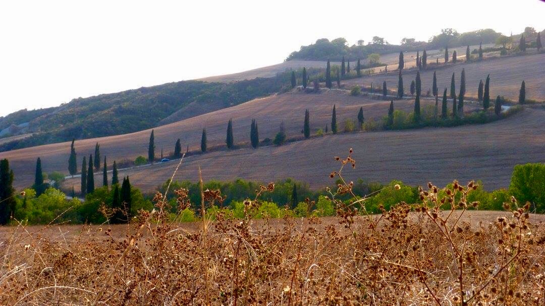 Cypress alley in Tuscany