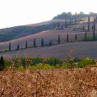 Cypress alley in Tuscany