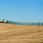 Cypress Alley in Val d'Orcia