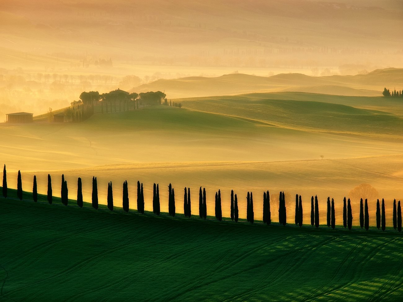 Cypress dreams