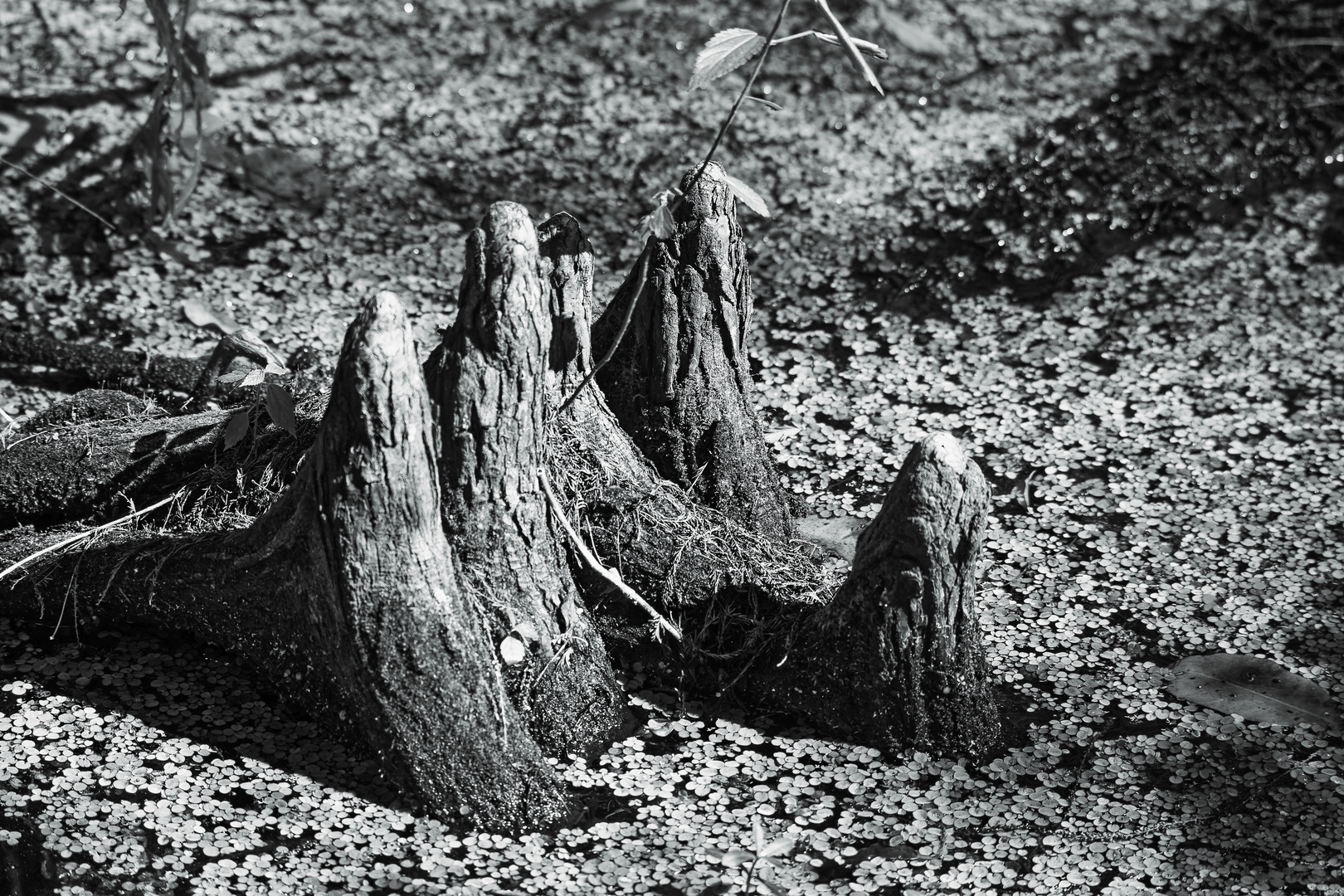 Cypress Knees