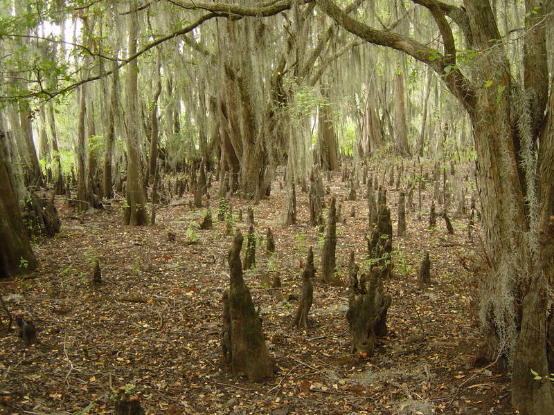 Cypress Knees