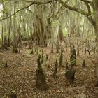 Cypress Knees