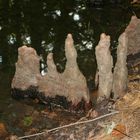 Cypress Knees