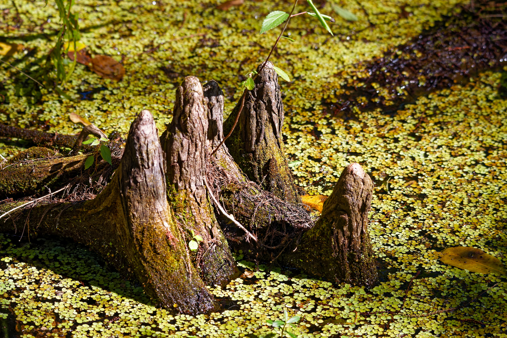 Cypress Knees_1