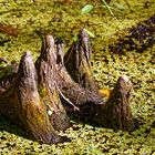 Cypress Knees_1