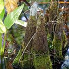 Cypress Knees_2