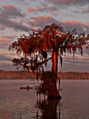 Cypress On The Lake