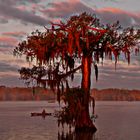 Cypress On The Lake