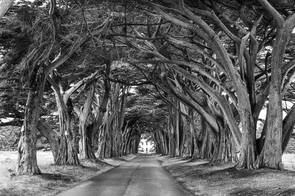 Cypress Tree Tunnel                   DSC_5375-2