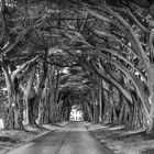 Cypress Tree Tunnel                   DSC_5375-2